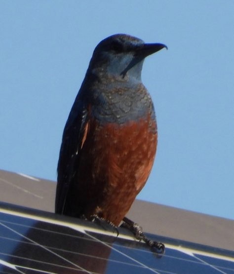 イソヒヨドリ - ML646290376