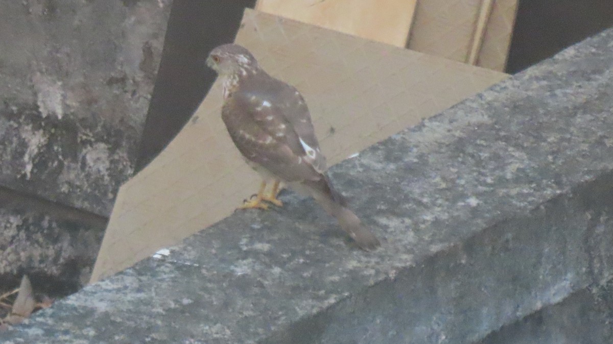 Shikra - ML646290377