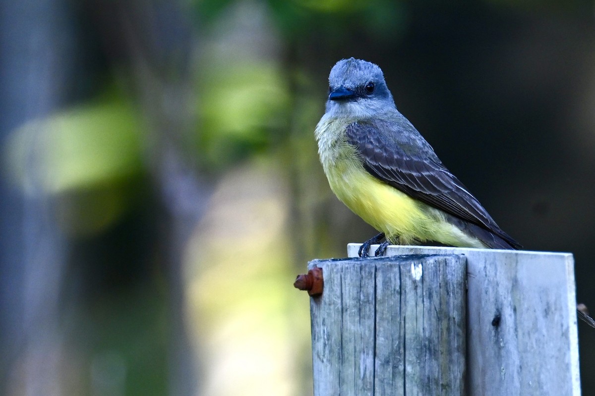 Tropical Kingbird - ML646290378