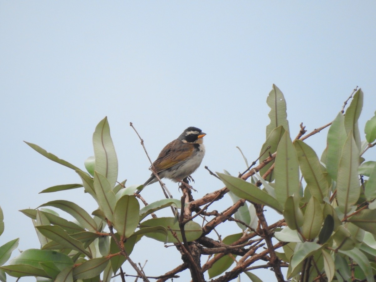 Black-masked Finch - ML646290381