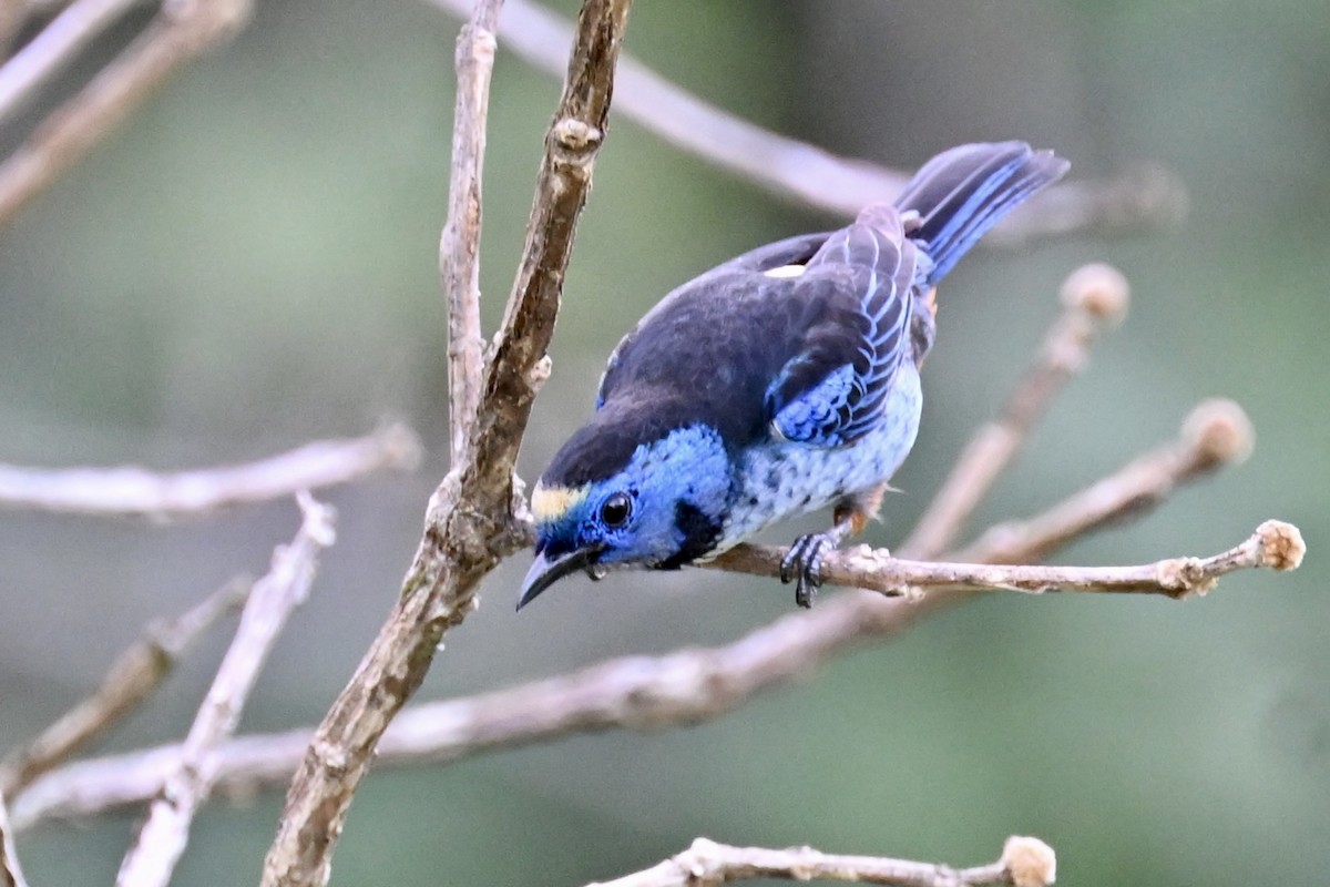 Opal-rumped Tanager (Silver-breasted) - ML646290382