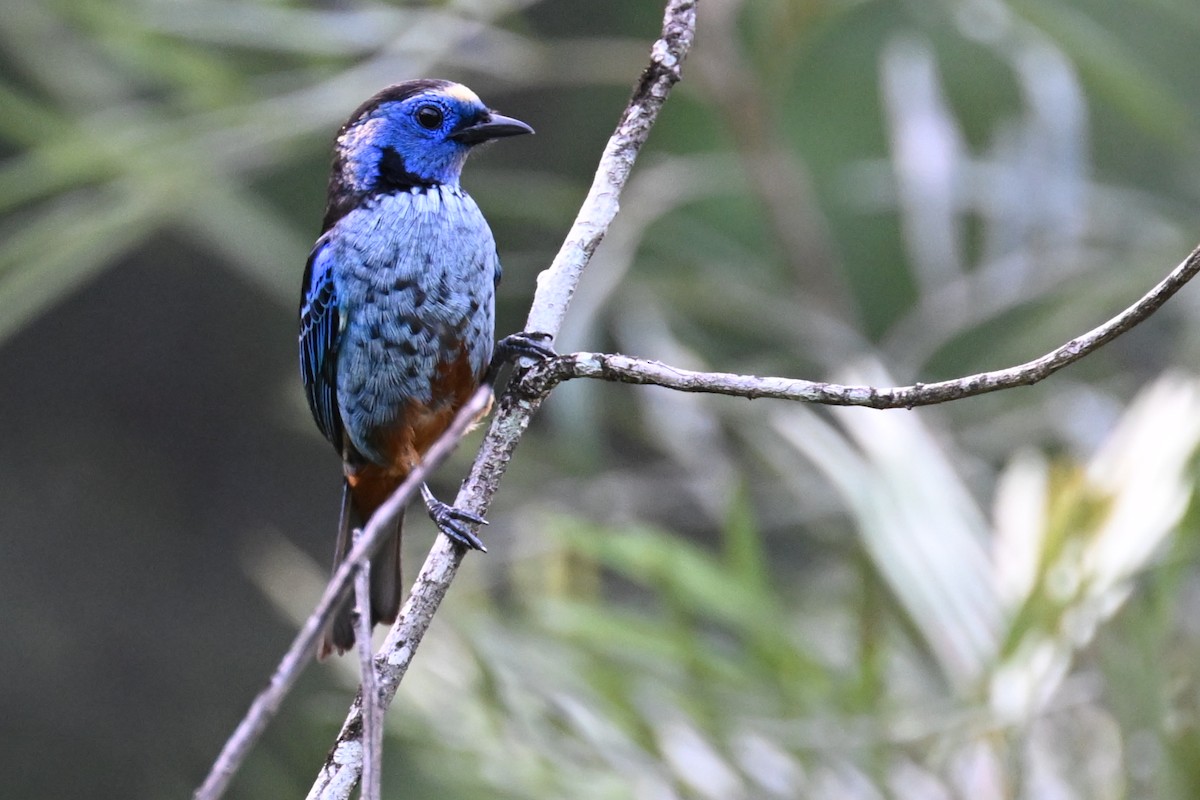 Opal-rumped Tanager (Silver-breasted) - ML646290383