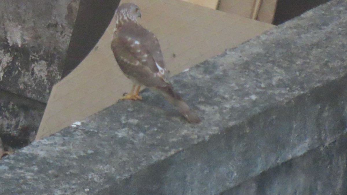 Shikra - ML646290384