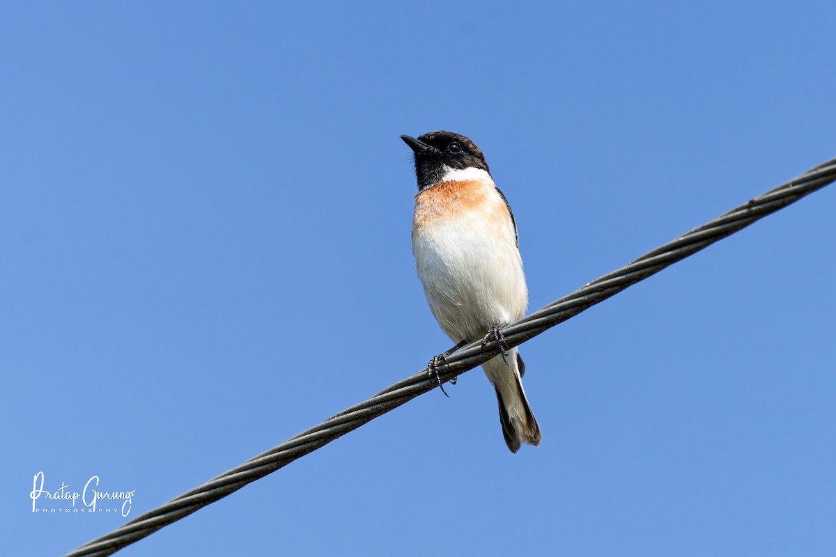 White-tailed Stonechat - ML646290388