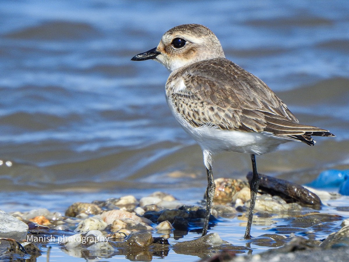 Tibet Cılıbıtı - ML646290399