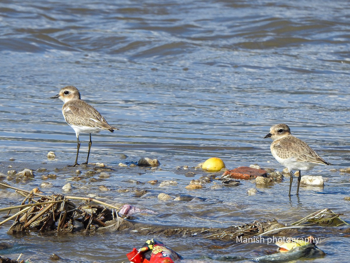 Tibet Cılıbıtı - ML646290400