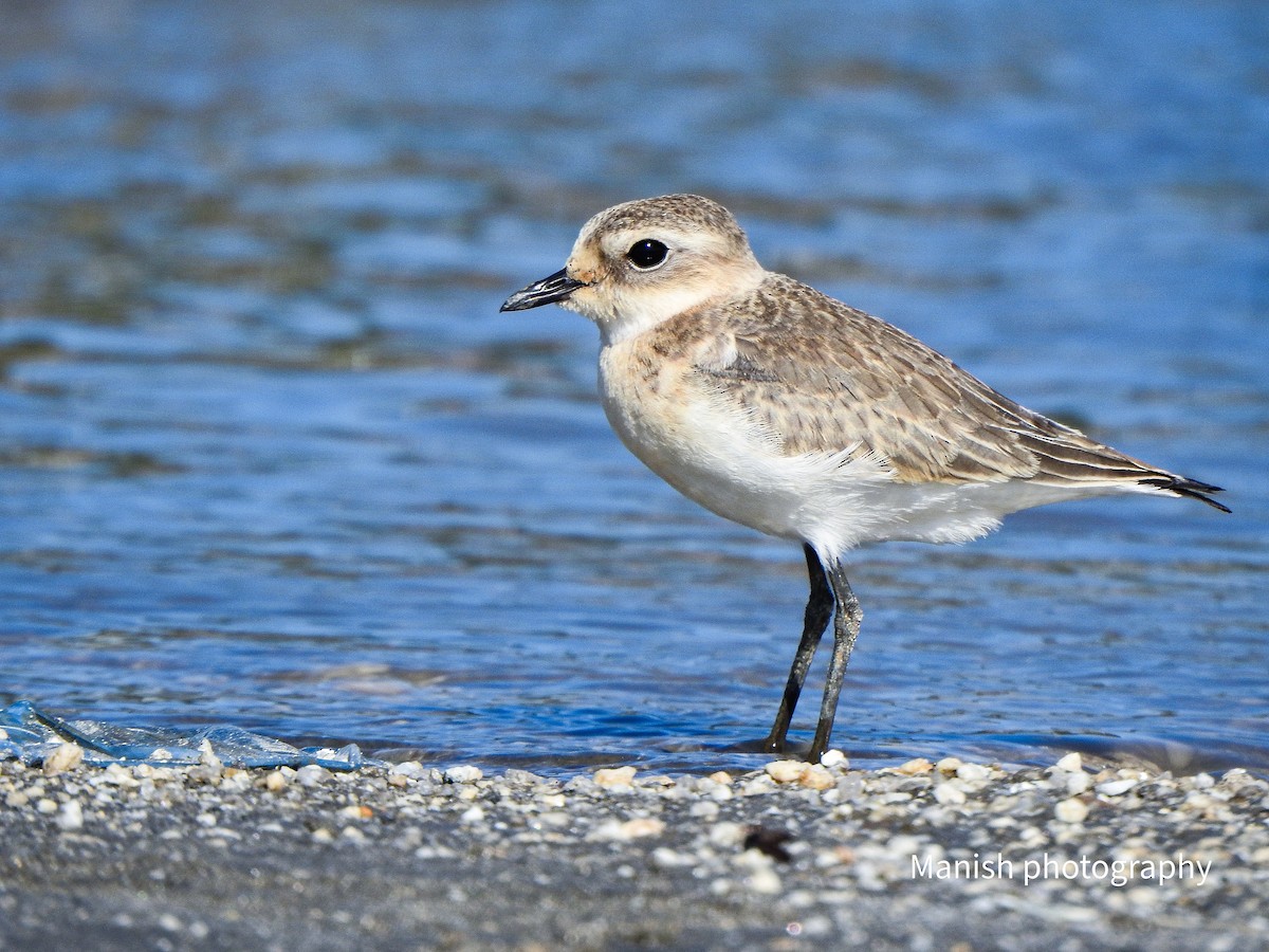 Tibet Cılıbıtı - ML646290401