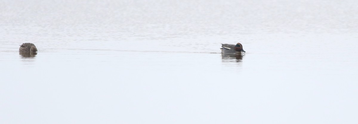Green-winged Teal - ML646290405