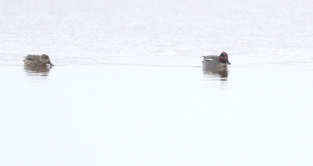 Green-winged Teal - ML646290406