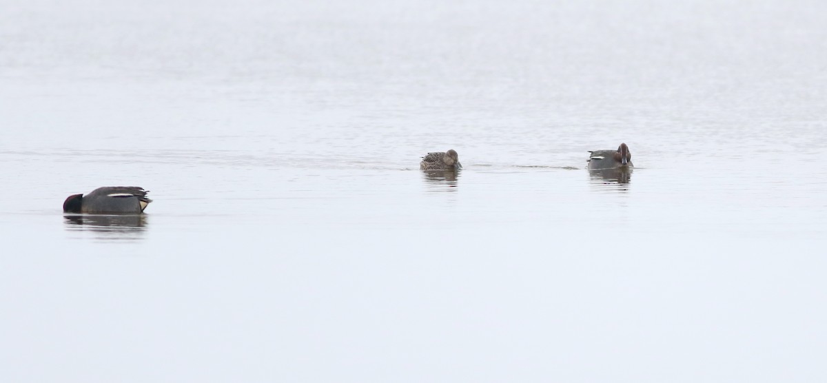 Green-winged Teal - ML646290407