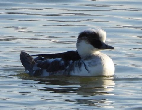 מרגון גמדי - ML646290410