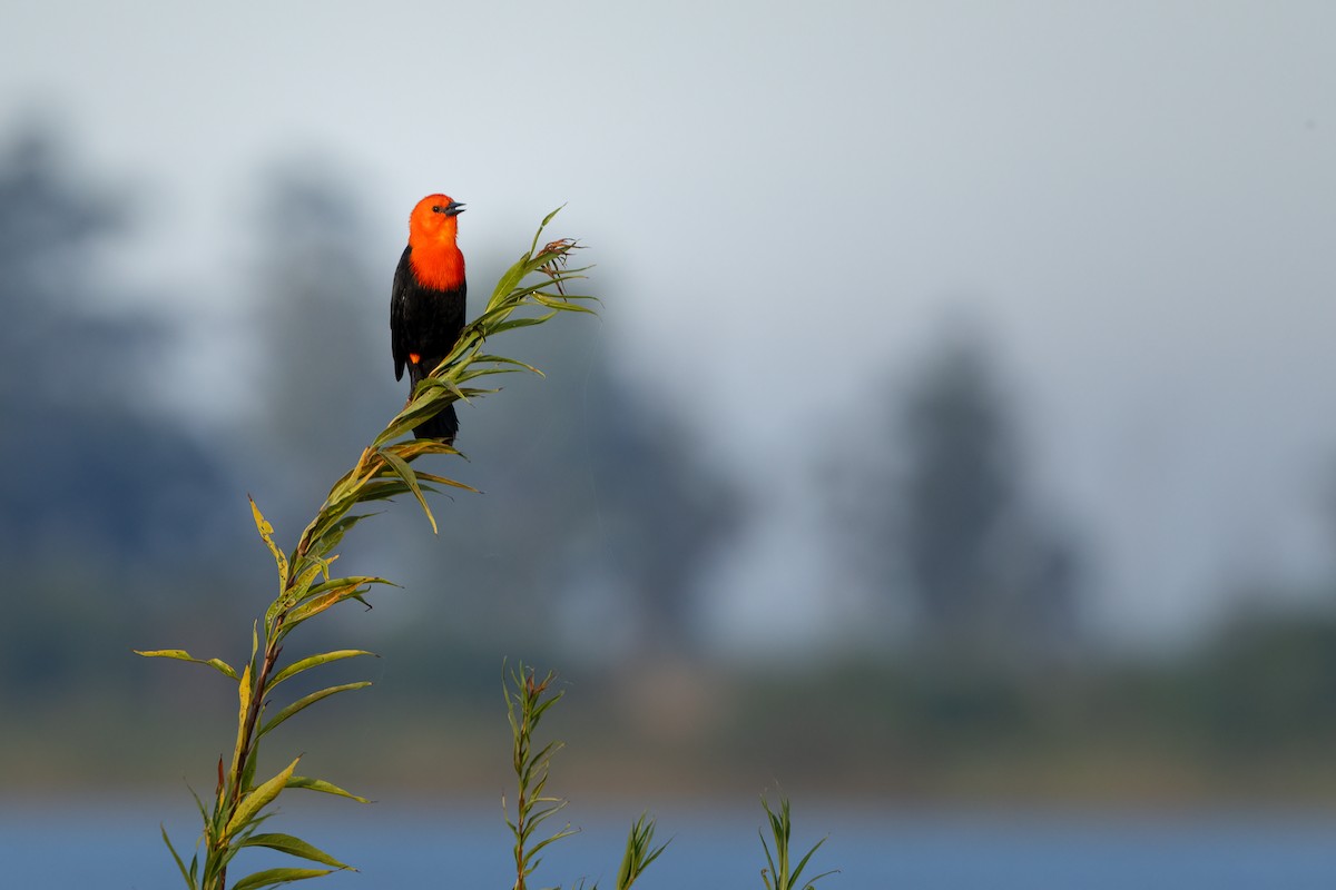 Scarlet-headed Blackbird - ML646290413
