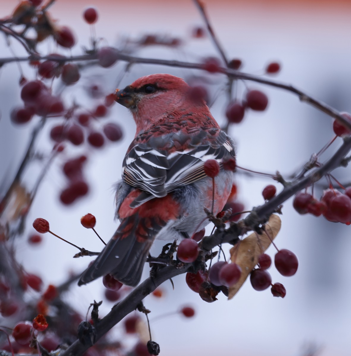 Pine Grosbeak - ML646290415