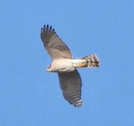 ハイタカ - ML646290431