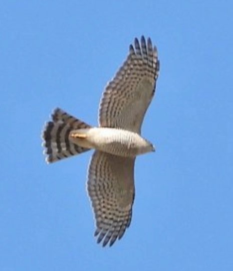 ハイタカ - ML646290432