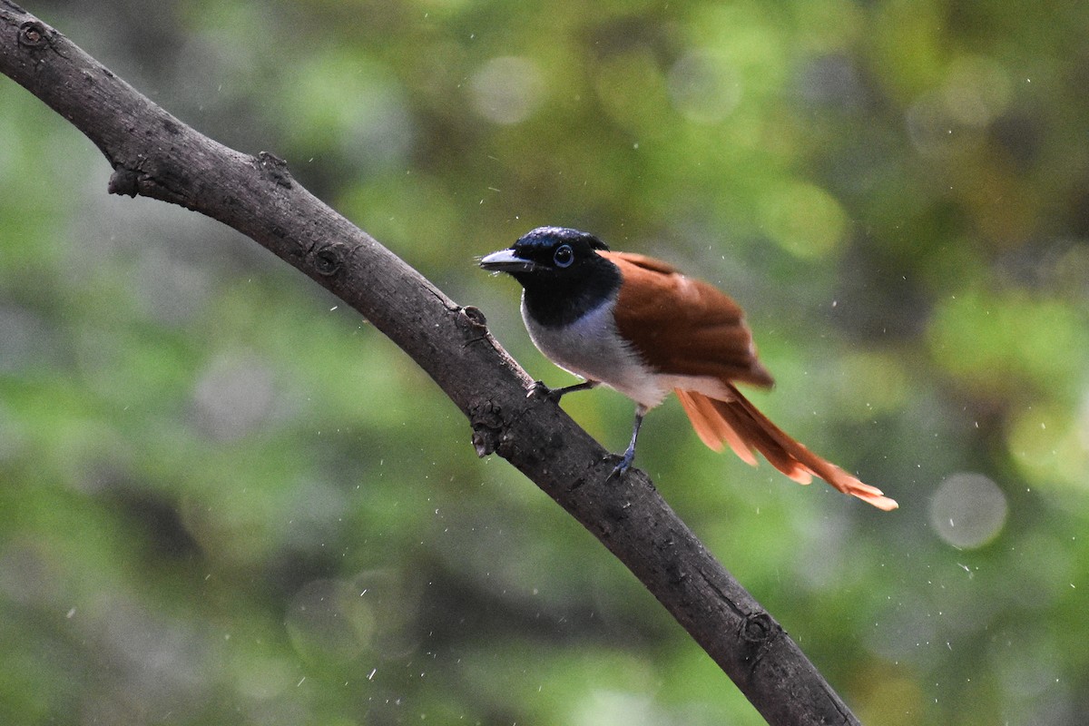 Indian Paradise-Flycatcher - ML646290433