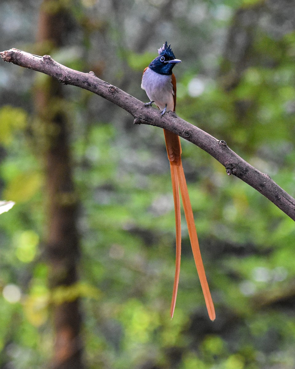 Indian Paradise-Flycatcher - ML646290434