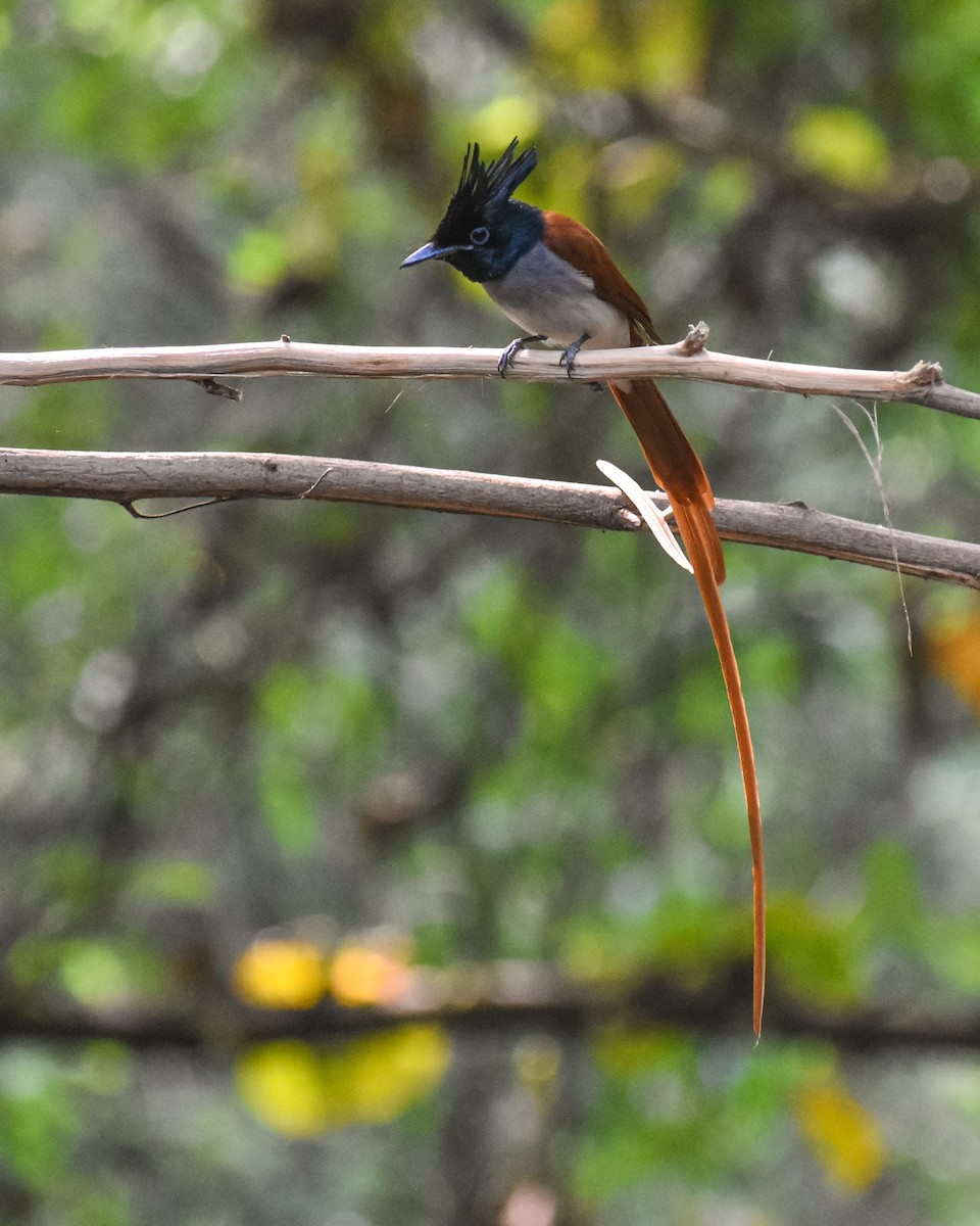 Indian Paradise-Flycatcher - ML646290435
