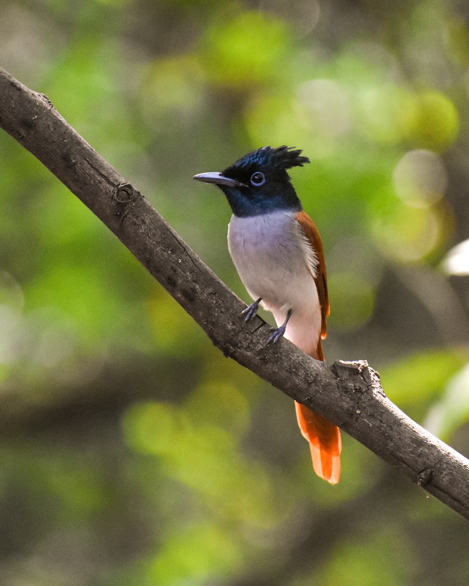 Indian Paradise-Flycatcher - ML646290439
