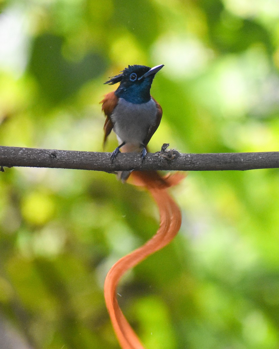 Indian Paradise-Flycatcher - ML646290440