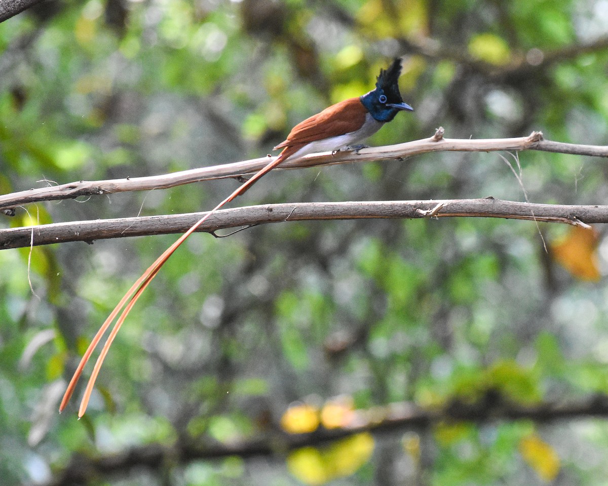 Indian Paradise-Flycatcher - ML646290442