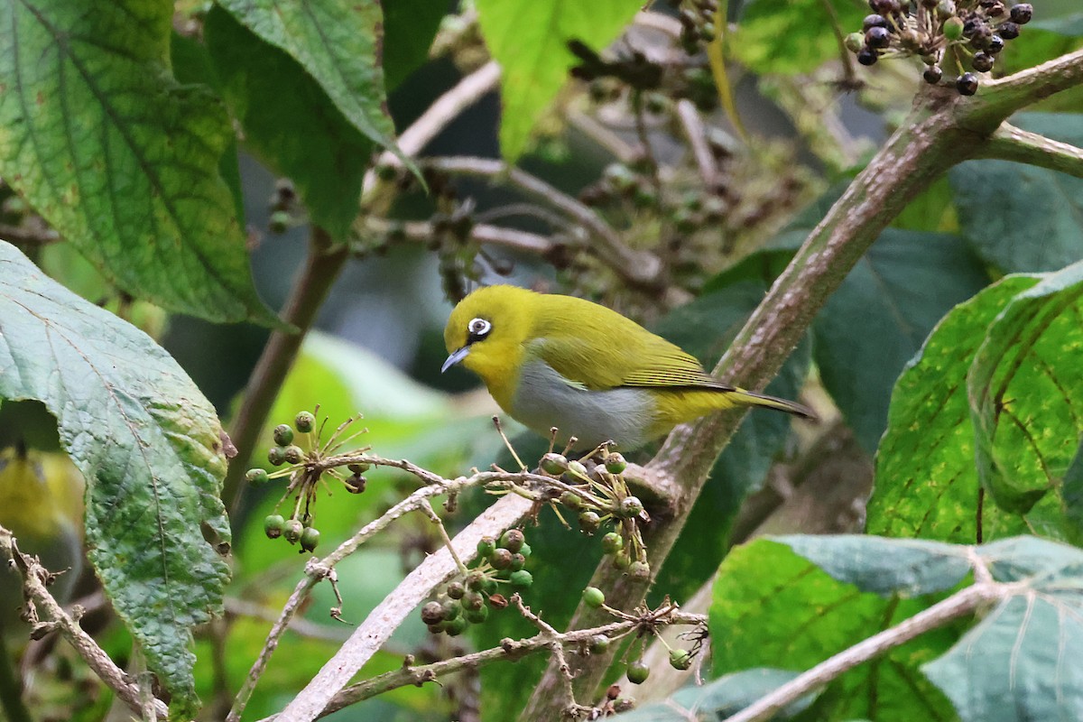 Indian White-eye - ML646290444