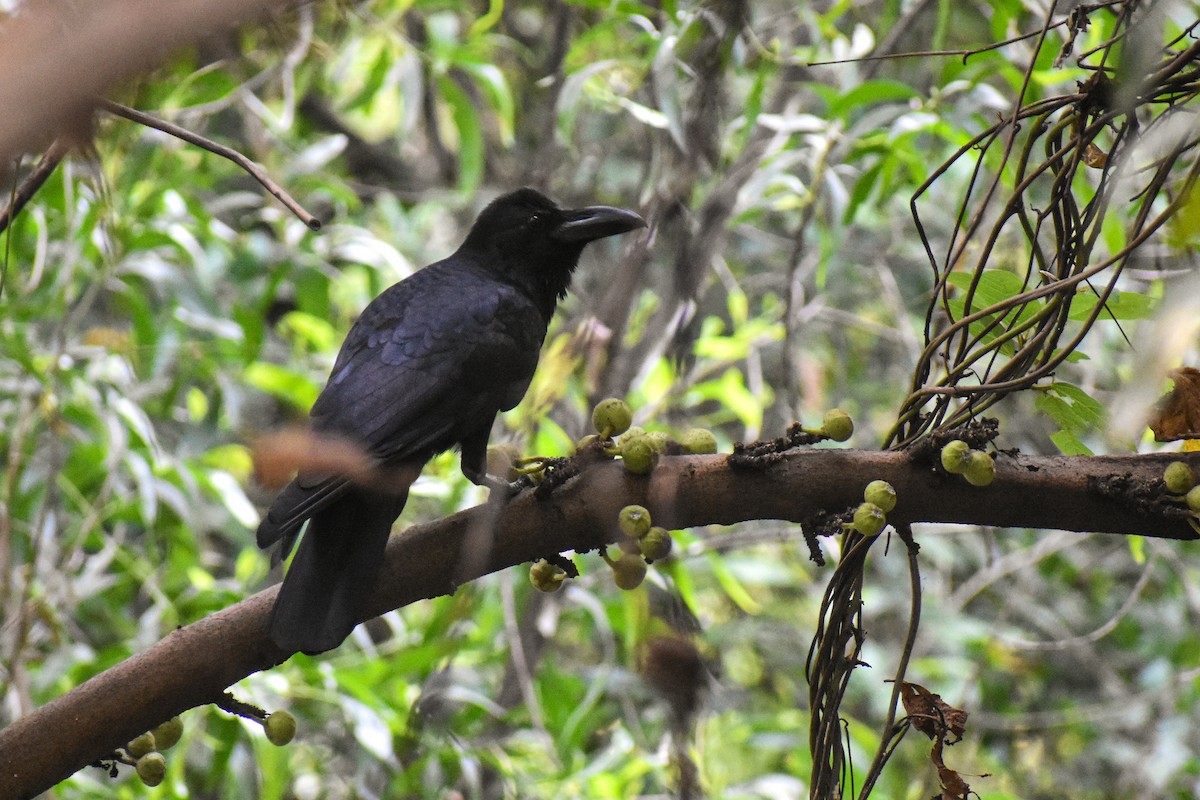 Large-billed Crow (Indian Jungle) - ML646290445