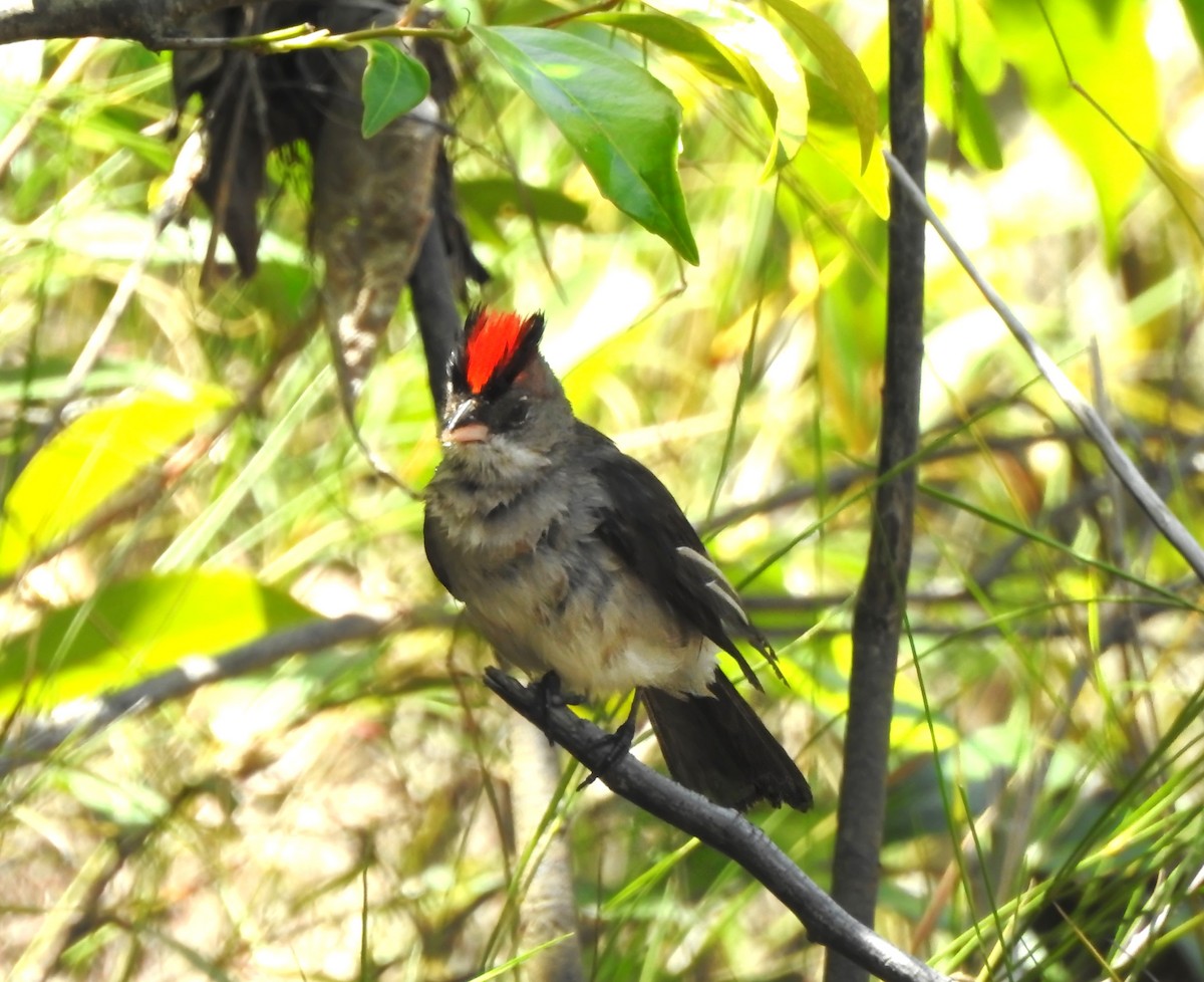 Pileated Finch - ML646290451