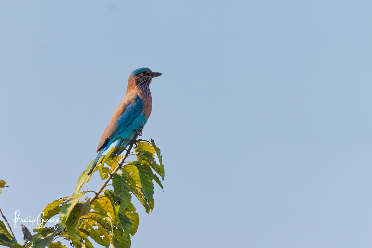 Indian Roller - ML646290455