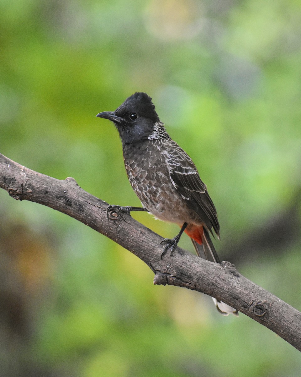Red-vented Bulbul - ML646290457