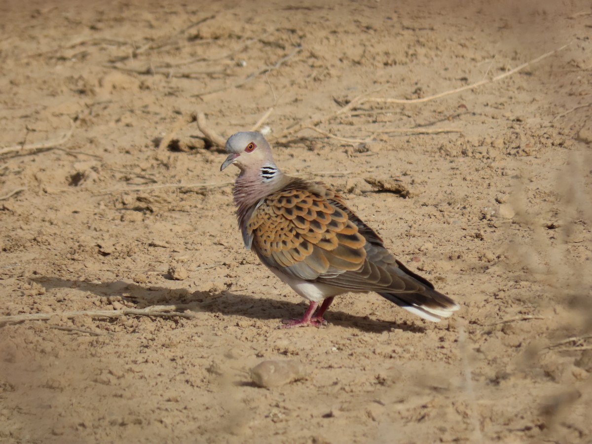 תור מצוי - ML646290485