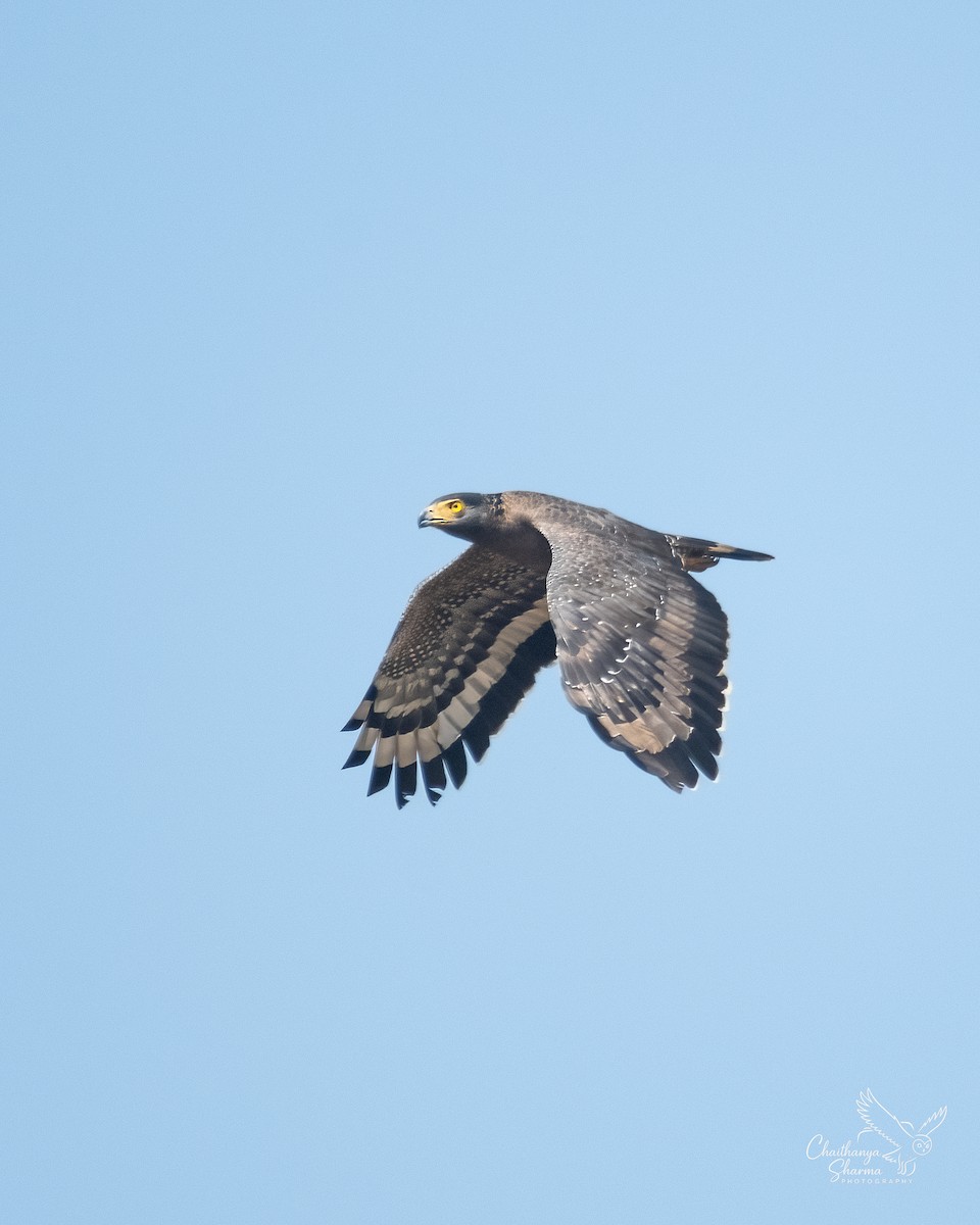 Хохлатый змееяд - ML646290487