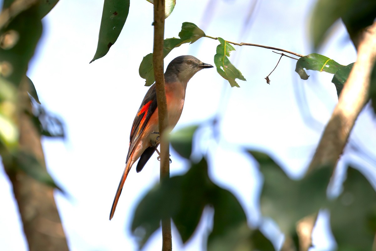 Rosy Minivet - ML646290488