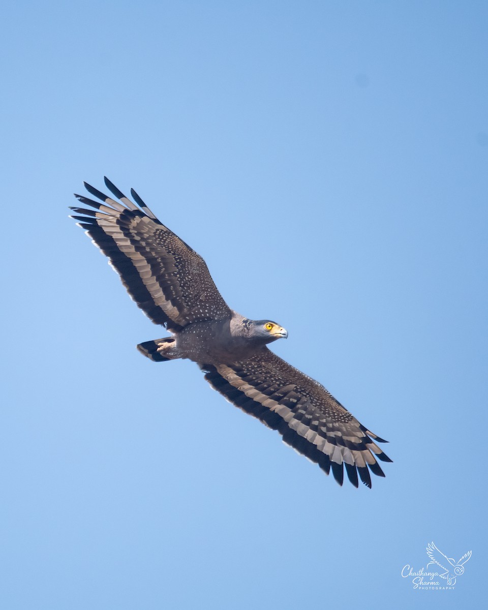 Хохлатый змееяд - ML646290489