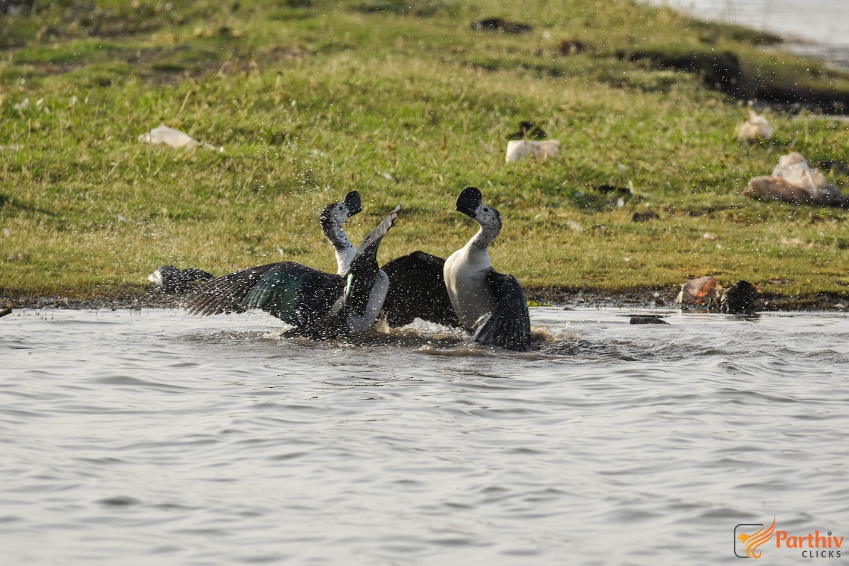 ברווז בלט-מקור - ML646290490