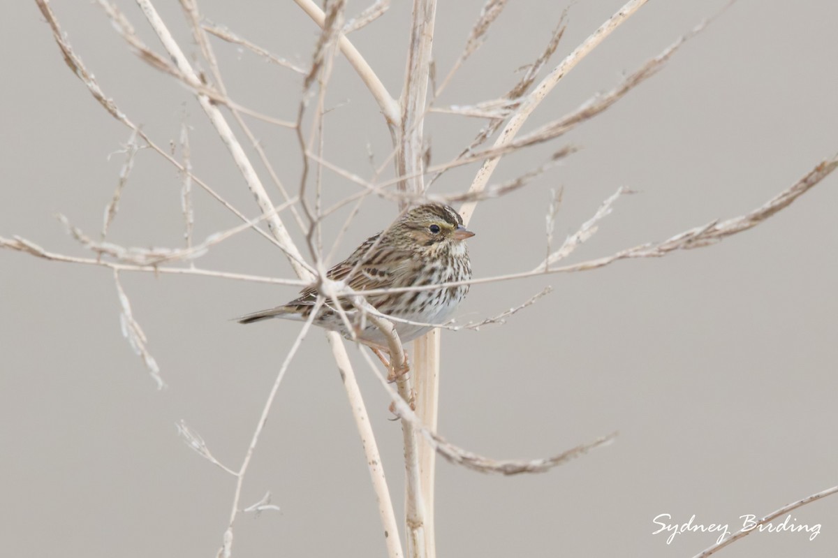 Savannah Sparrow - ML646290501