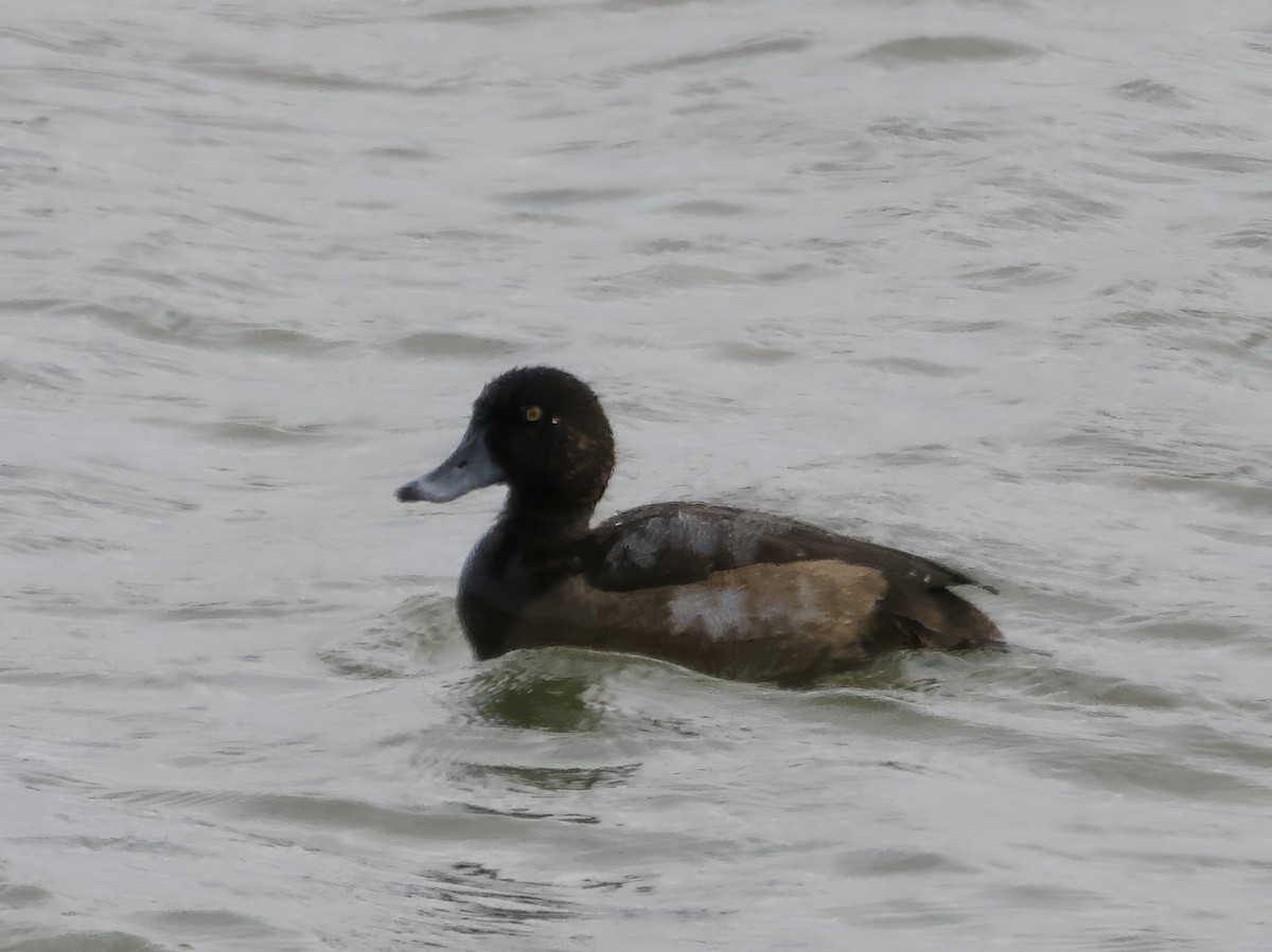 Fuligule milouinan - ML646290503