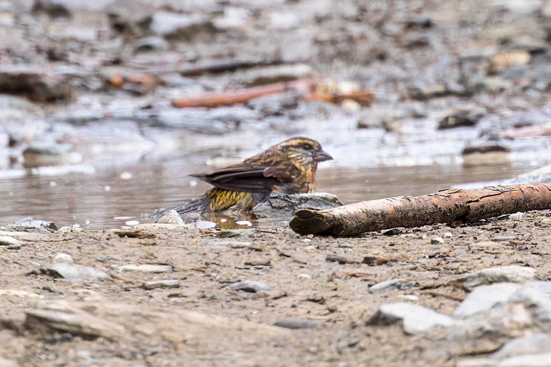 Himalayan White-browed Rosefinch - ML646290509