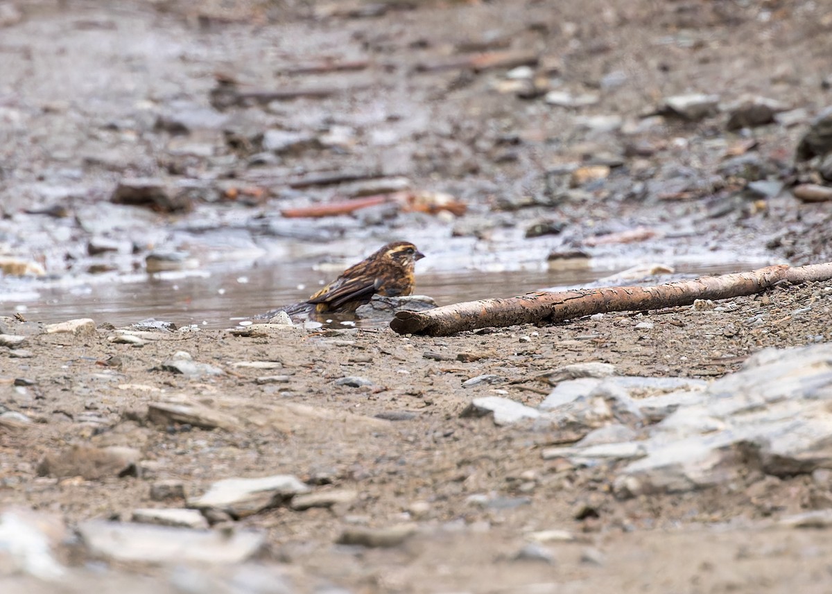 Himalayan White-browed Rosefinch - ML646290510