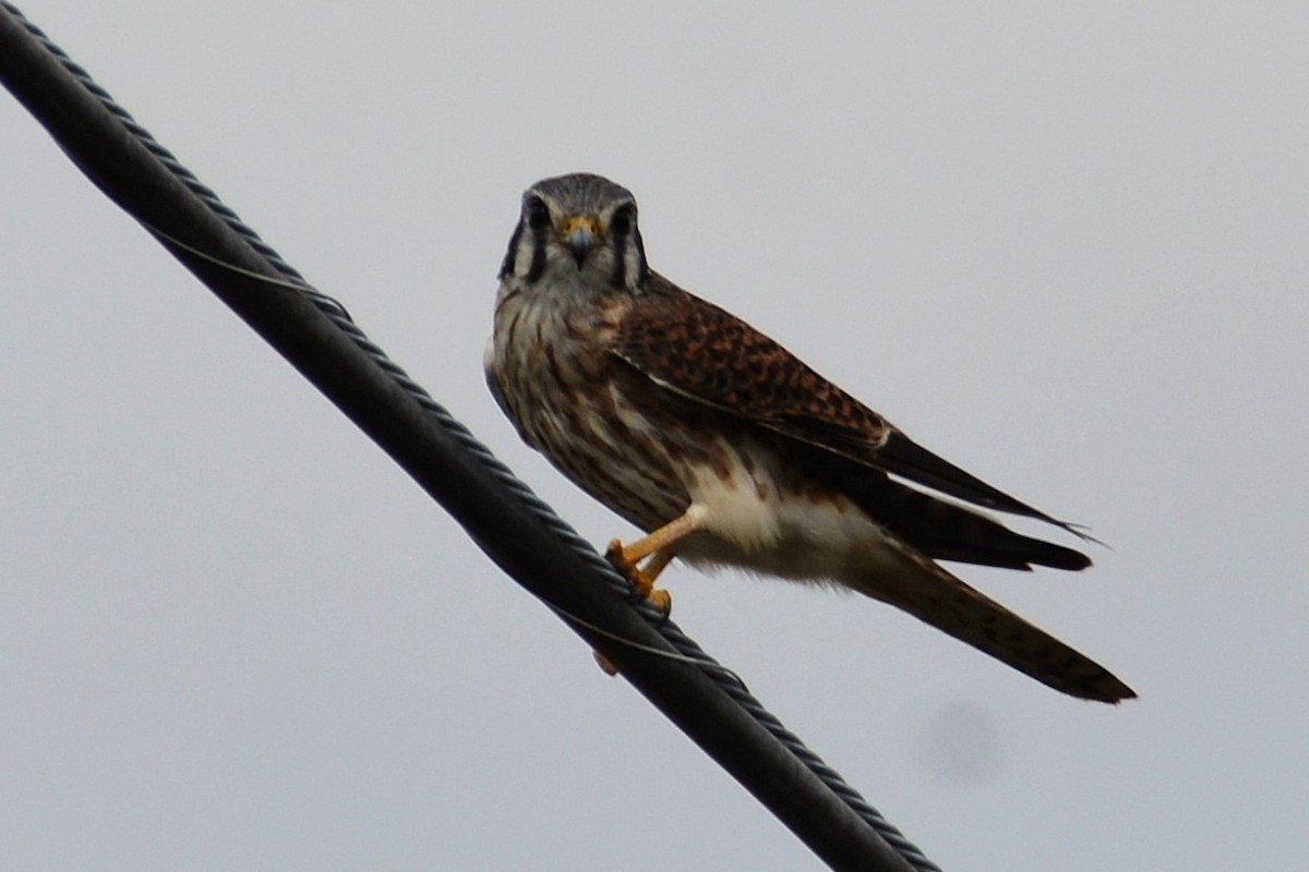 בז אמריקני - ML646290511