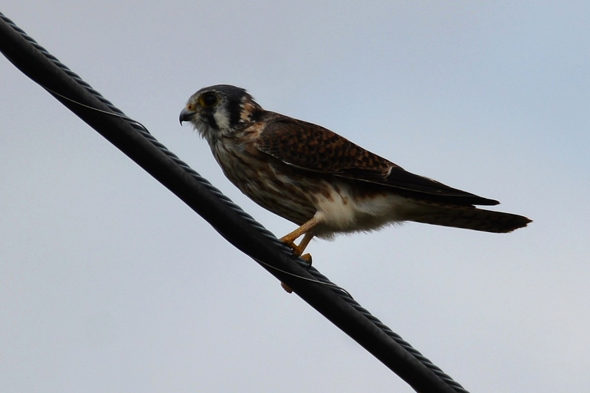 בז אמריקני - ML646290514