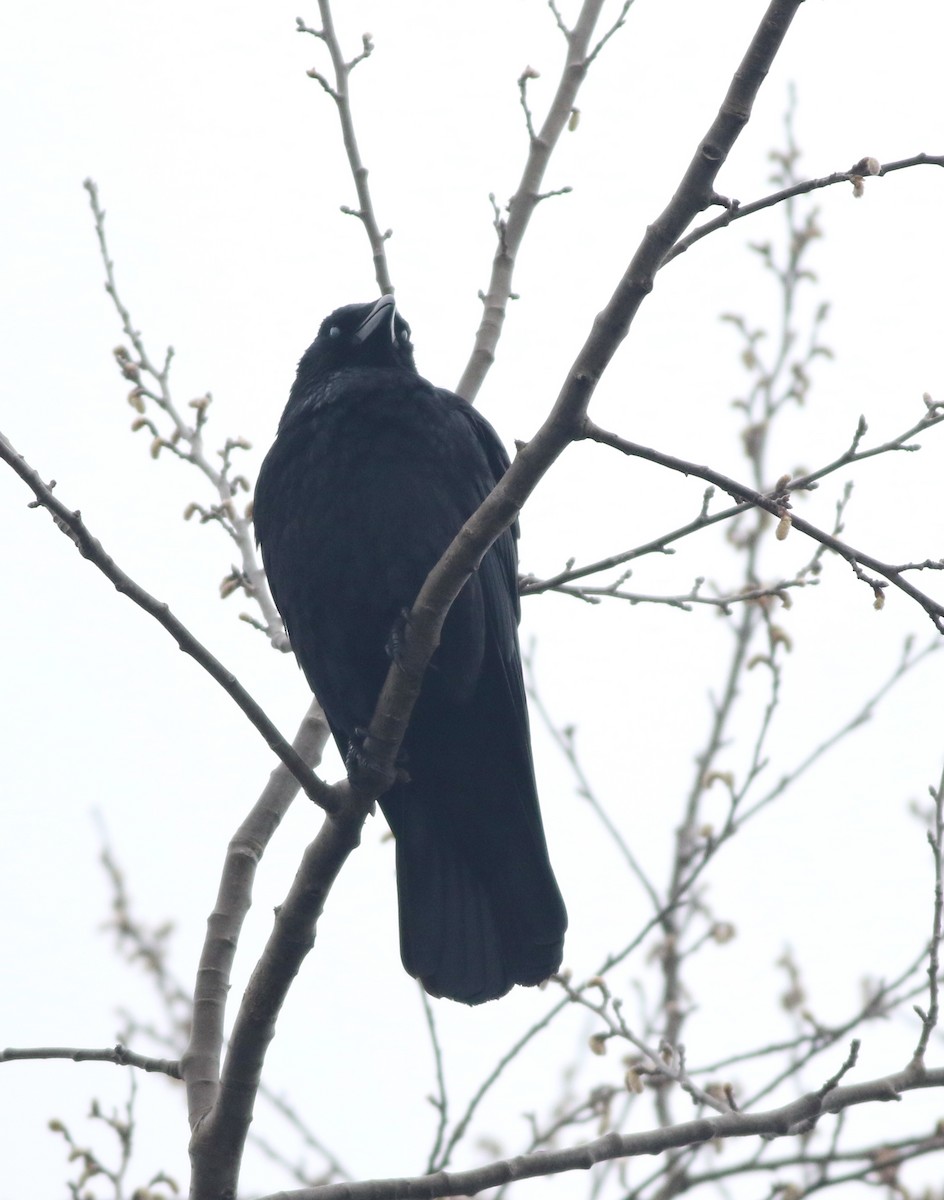 עורב אירופי - ML646290515
