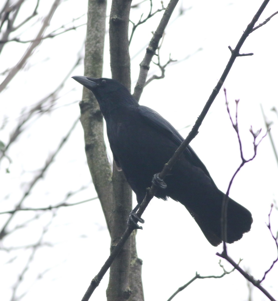 עורב אירופי - ML646290516