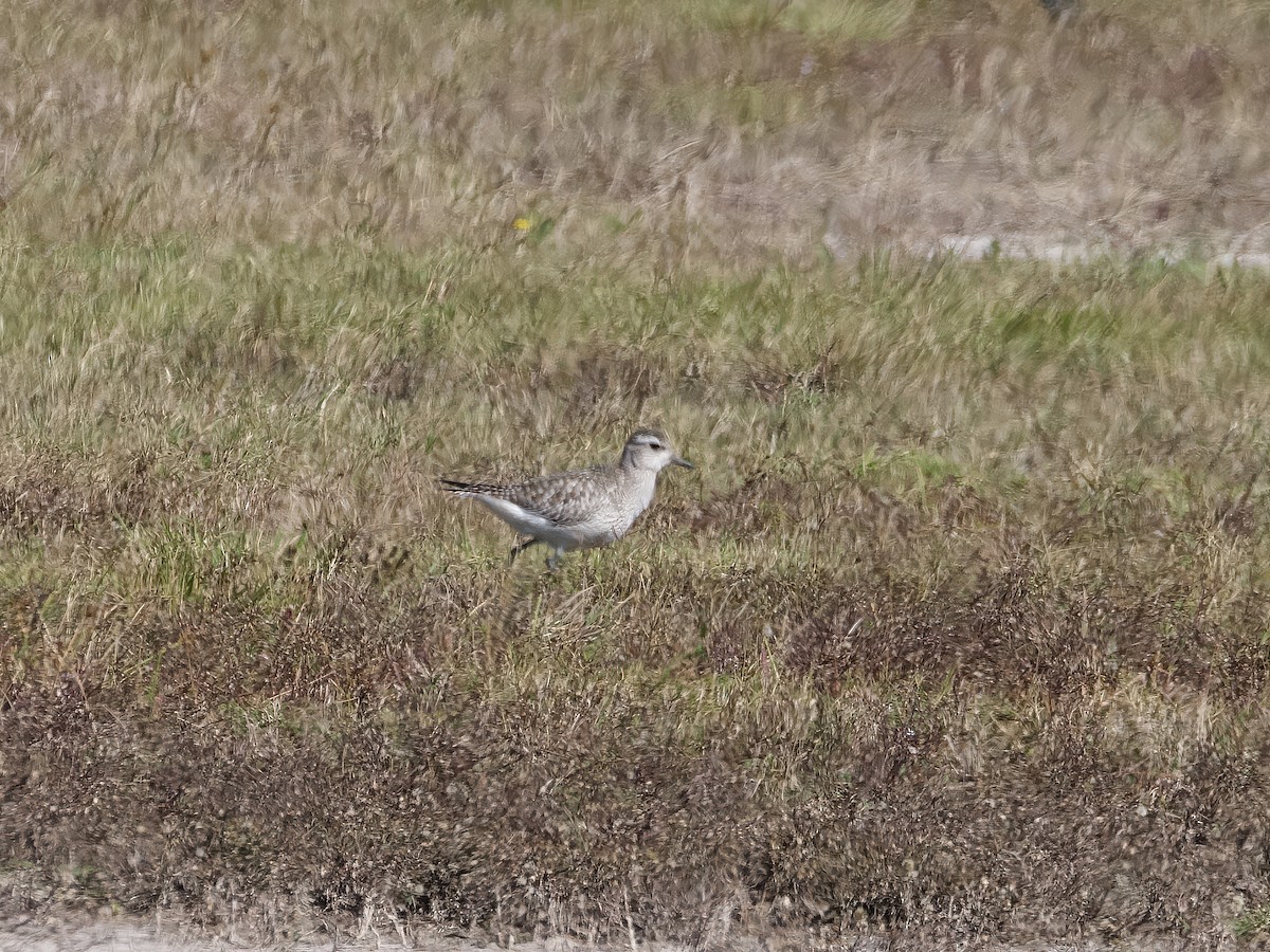 חופזי מנומר - ML646290517