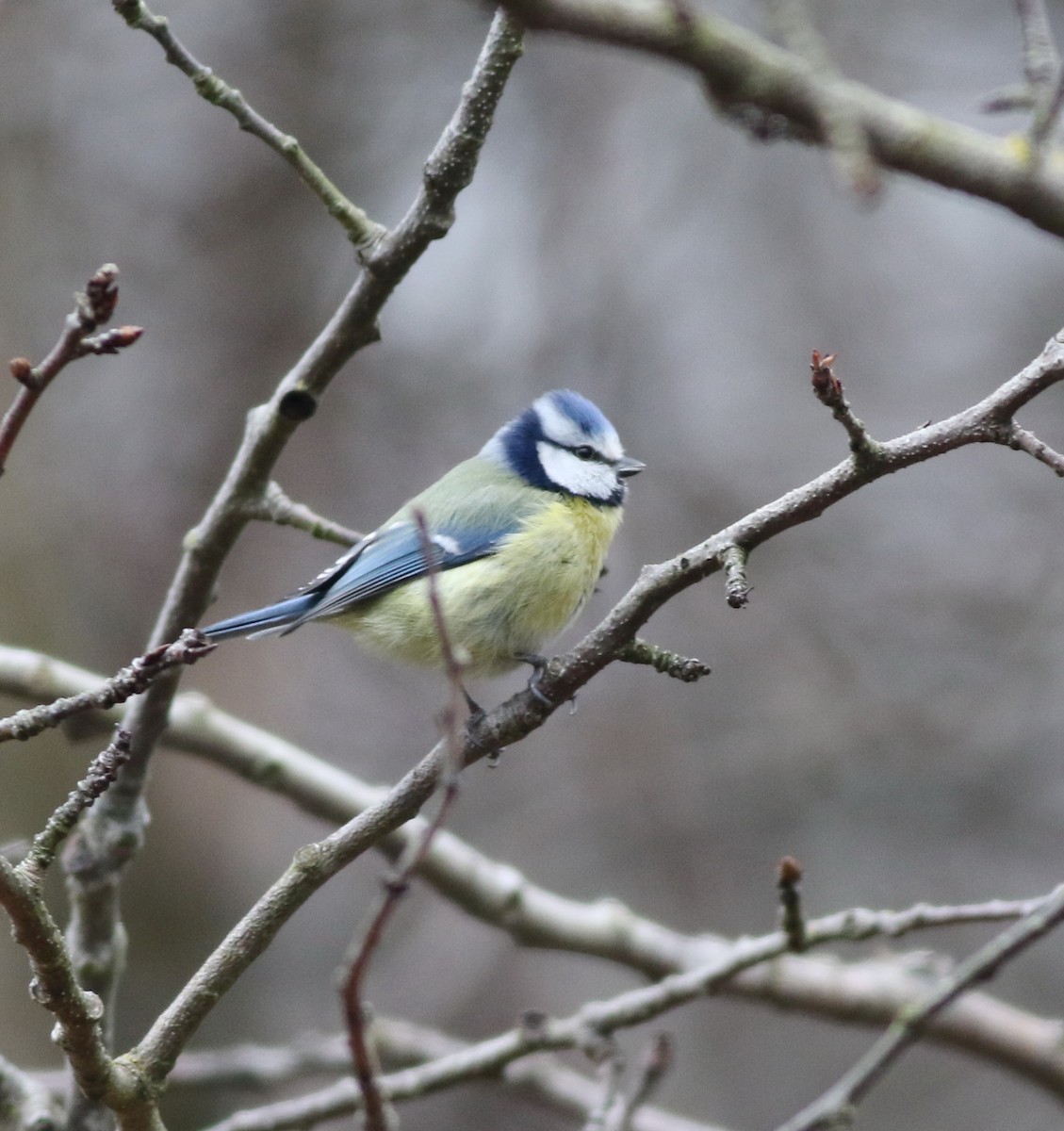 ירגזי כחול - ML646290518