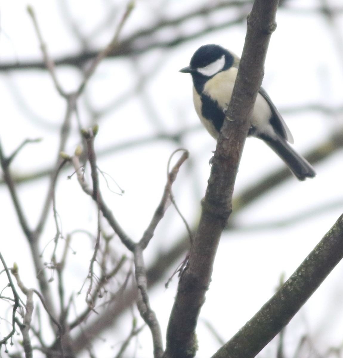 ירגזי מצוי - ML646290520