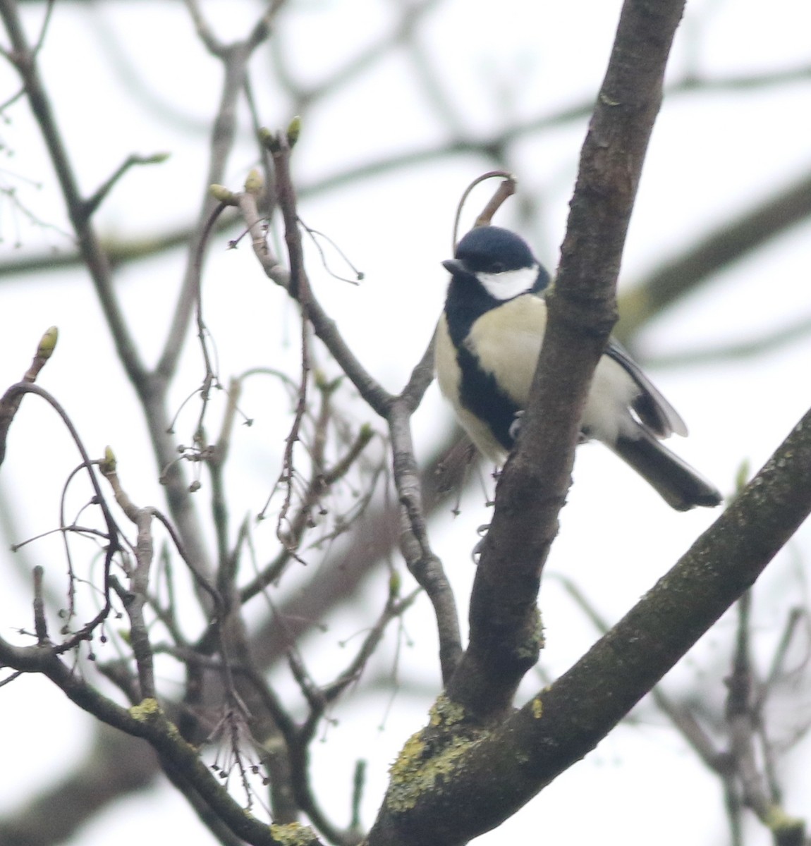 ירגזי מצוי - ML646290521