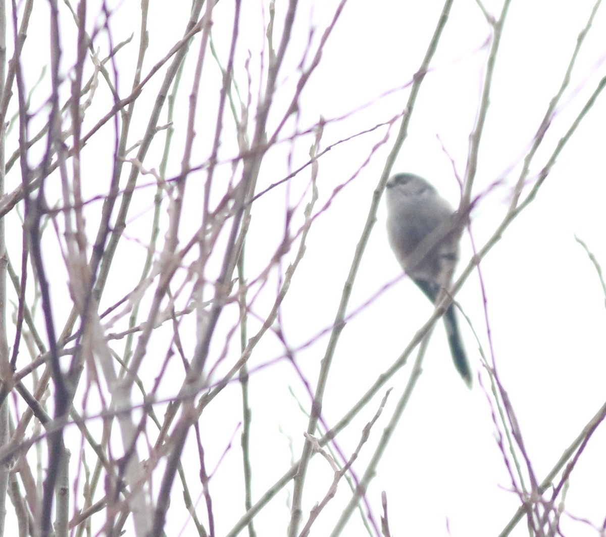 ירגזי זנבתן - ML646290522