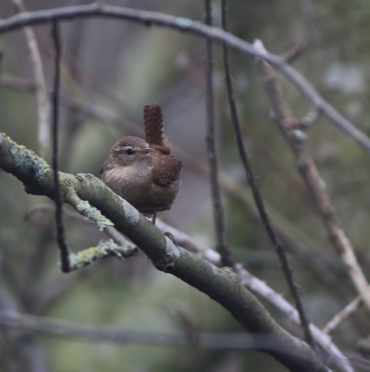 גדרון מובהק - ML646290528