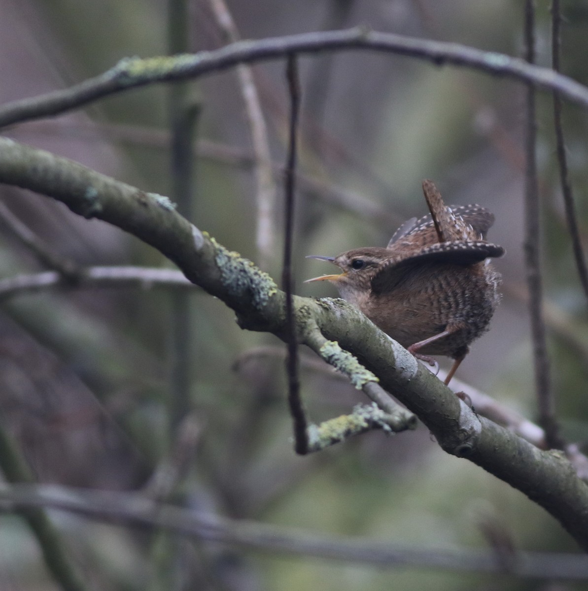 גדרון מובהק - ML646290529